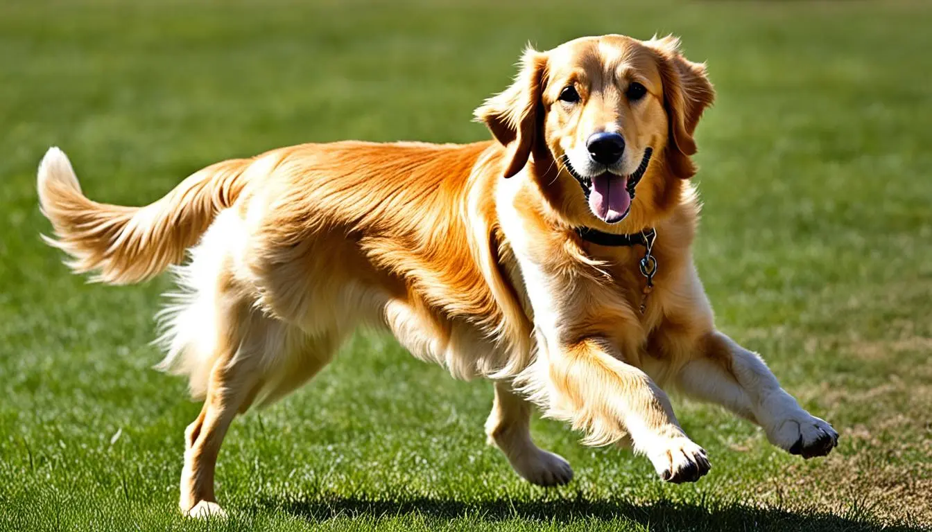 dackel-und-golden-retriever